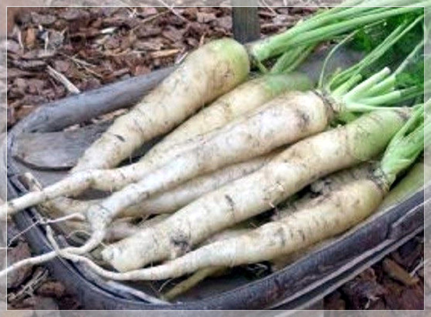 100 Seeds Snow White Carrot Seeds, Natural, Non GMO, Heirloom, Easy To Grow
