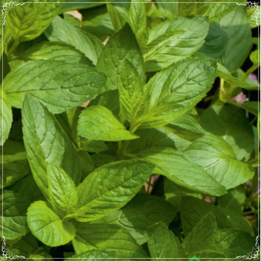 100 Seeds Natural Mint, Mediterranean Peppermint Seed, Aromatic, Natural, Non GMO, Heirloom