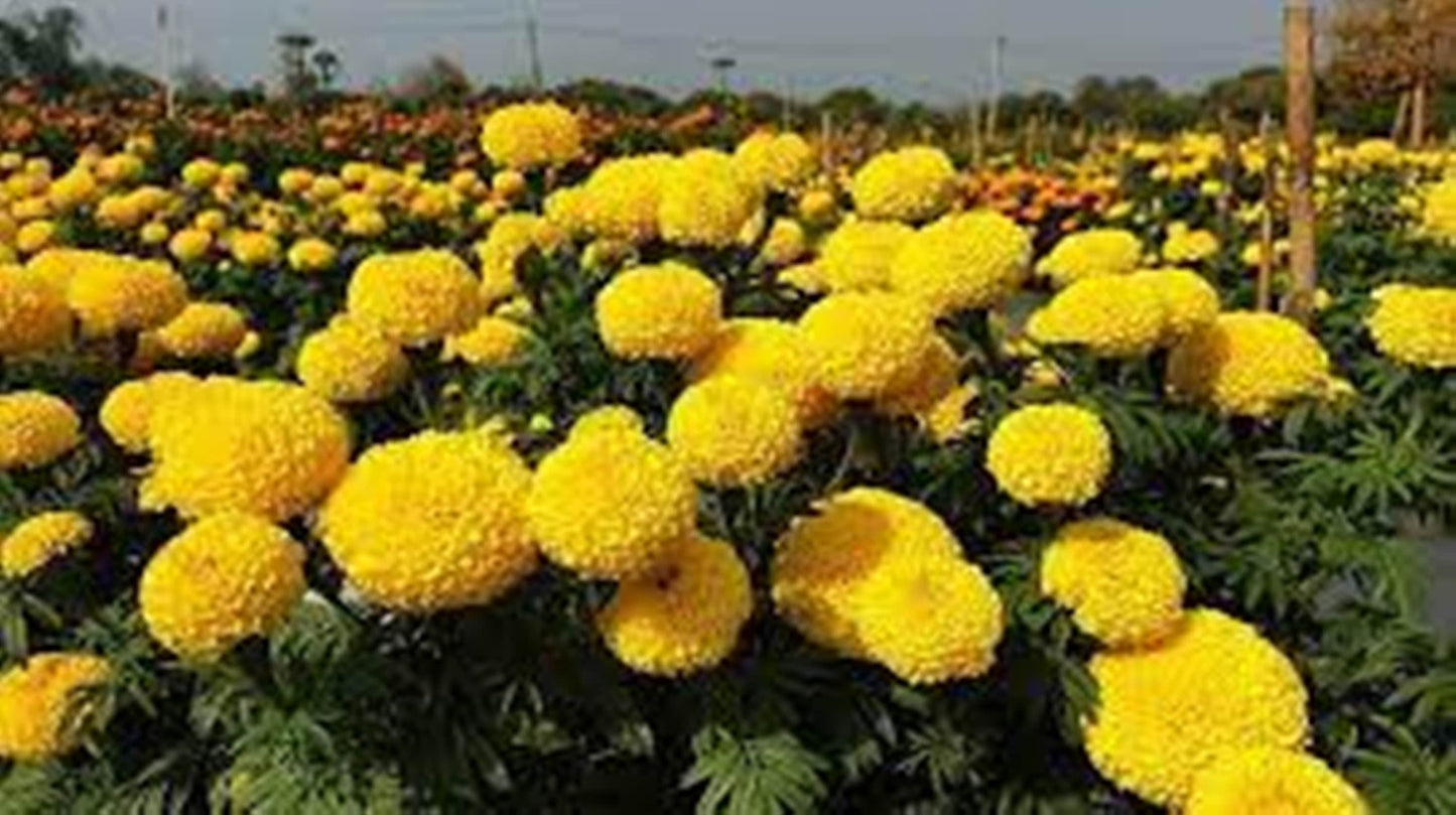 50 Seeds Thai Yellow Marigold Flower Seeds, Yellow Marigold Tagetes Patula Nana