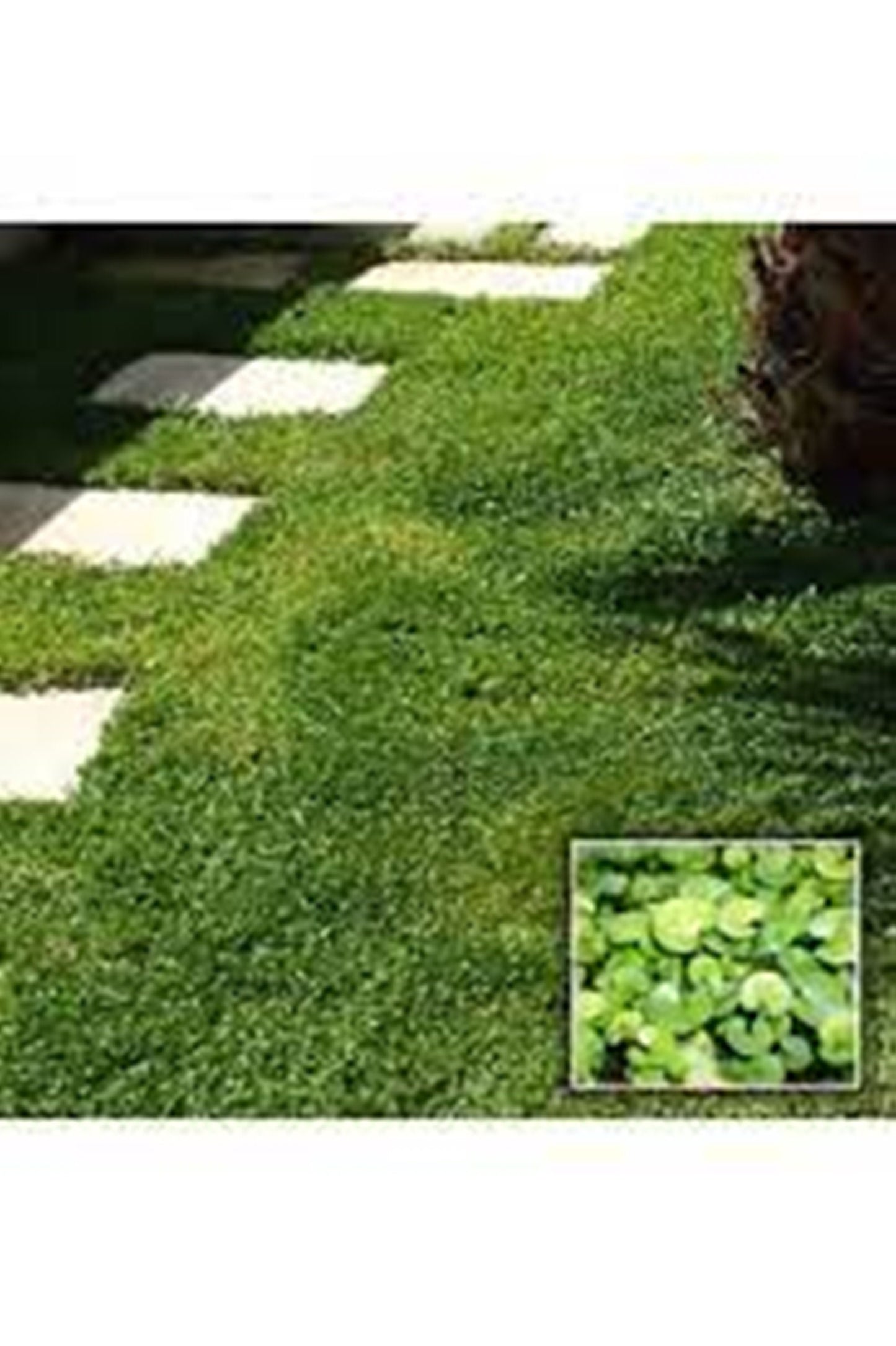 200 Seeds Ground Cover Spreading Clover Seeds, White Trifolium, Natural, Non GMO, Heirloom