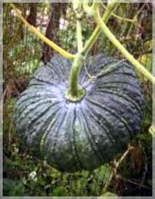 10 Seeds Thai Kang Kob Pumpkin, Moschata, Rare Thai Squash, Natural