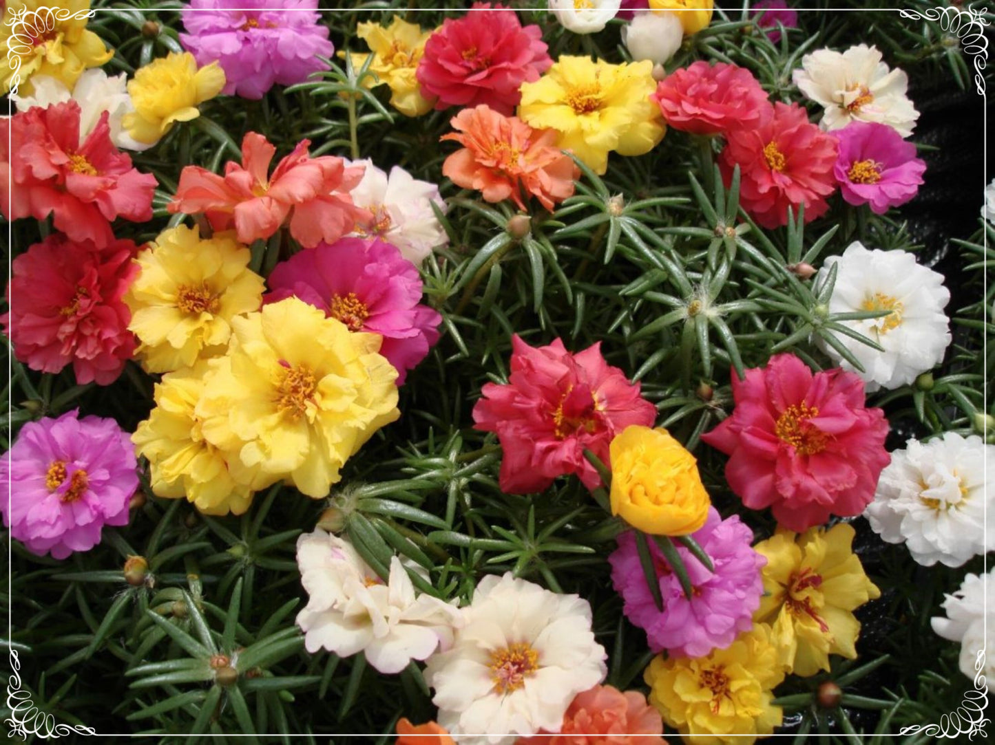 500 Seeds Mixed Multilayer Portulaca Grandiflora Seed, Rock Rose, Moss Rose, Natural, Non GMO, Heirloom