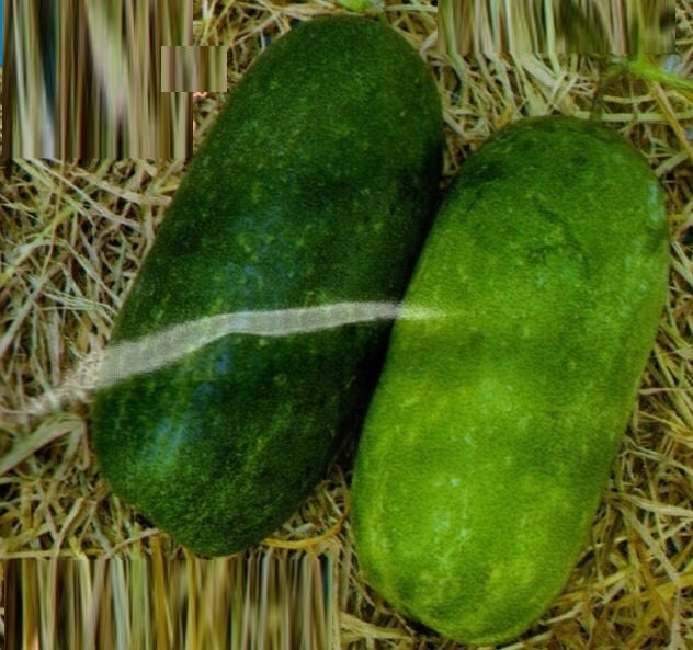 10 Seeds Jumbo Wax Gourd, Thai Squash, Natural, Non GMO