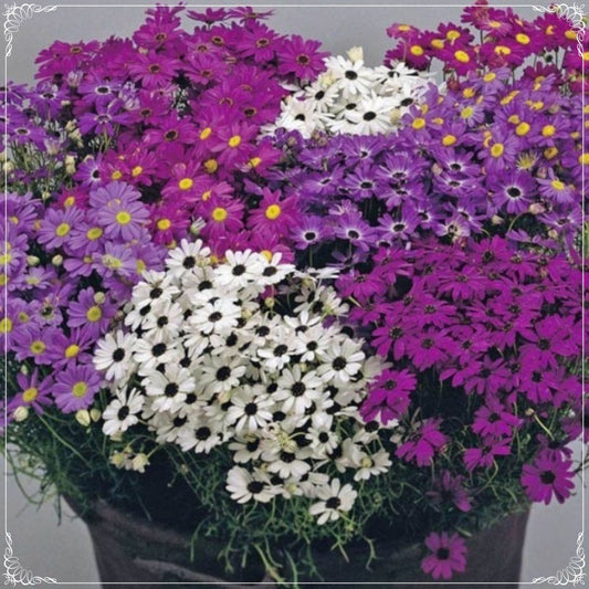 50 Seeds Mixed Color Splendor Brachycome, Swan River Daisy Flower Seed Natural, Non GMO, Heirloom