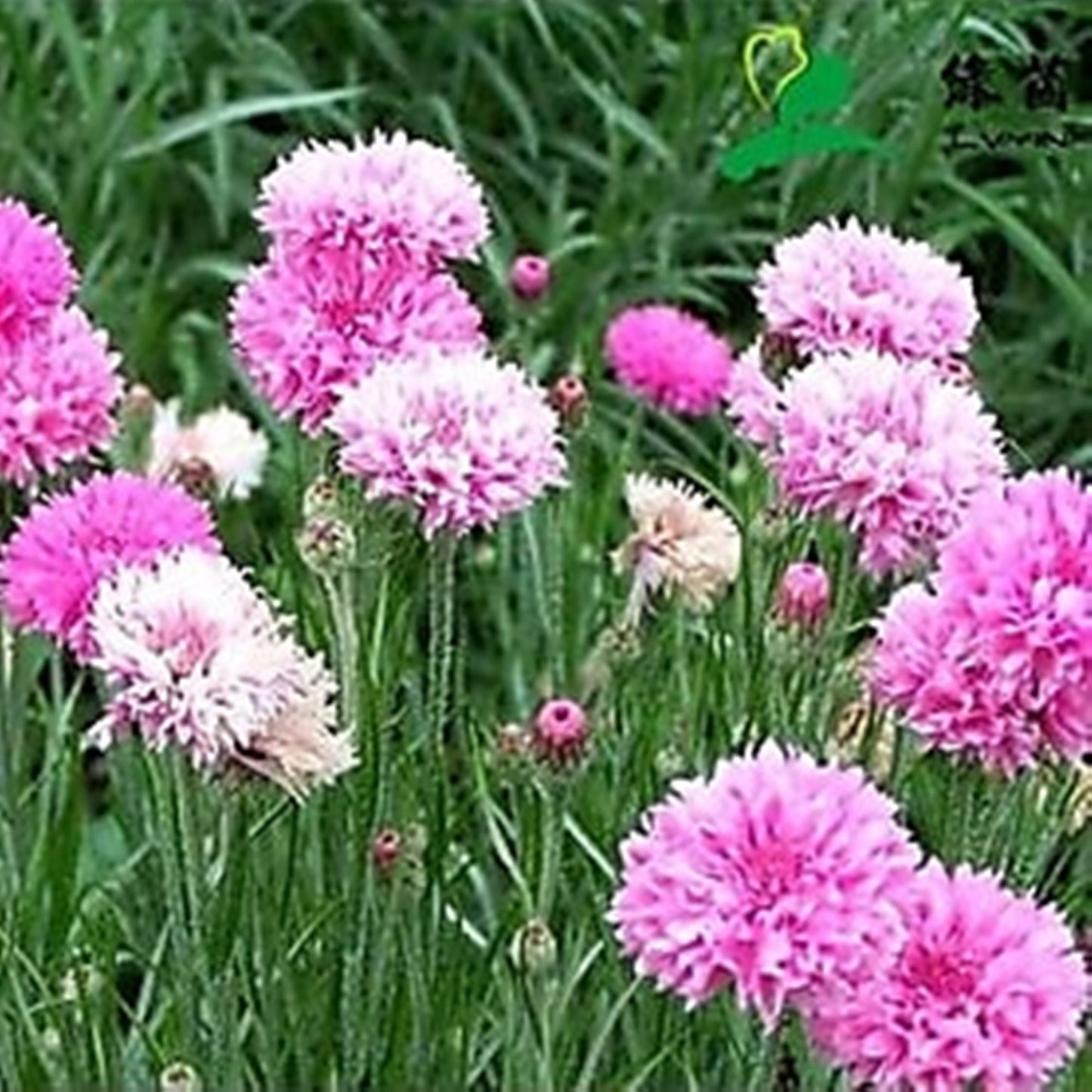 10 Seeds Tall Pink Beauty Bachelor's Button, Cornflower Flower Seeds, Centaurea Cyanus, Heirloom