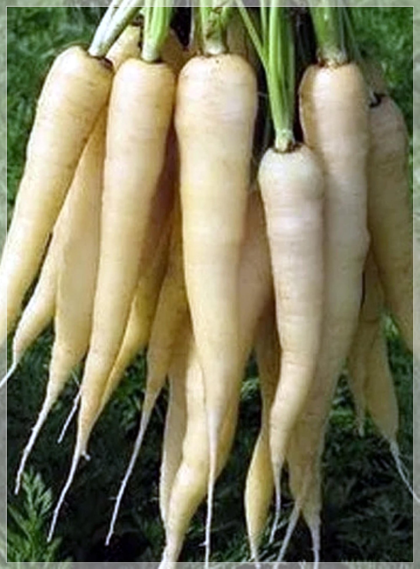 100 Seeds Snow White Carrot Seeds, Natural, Non GMO, Heirloom, Easy To Grow