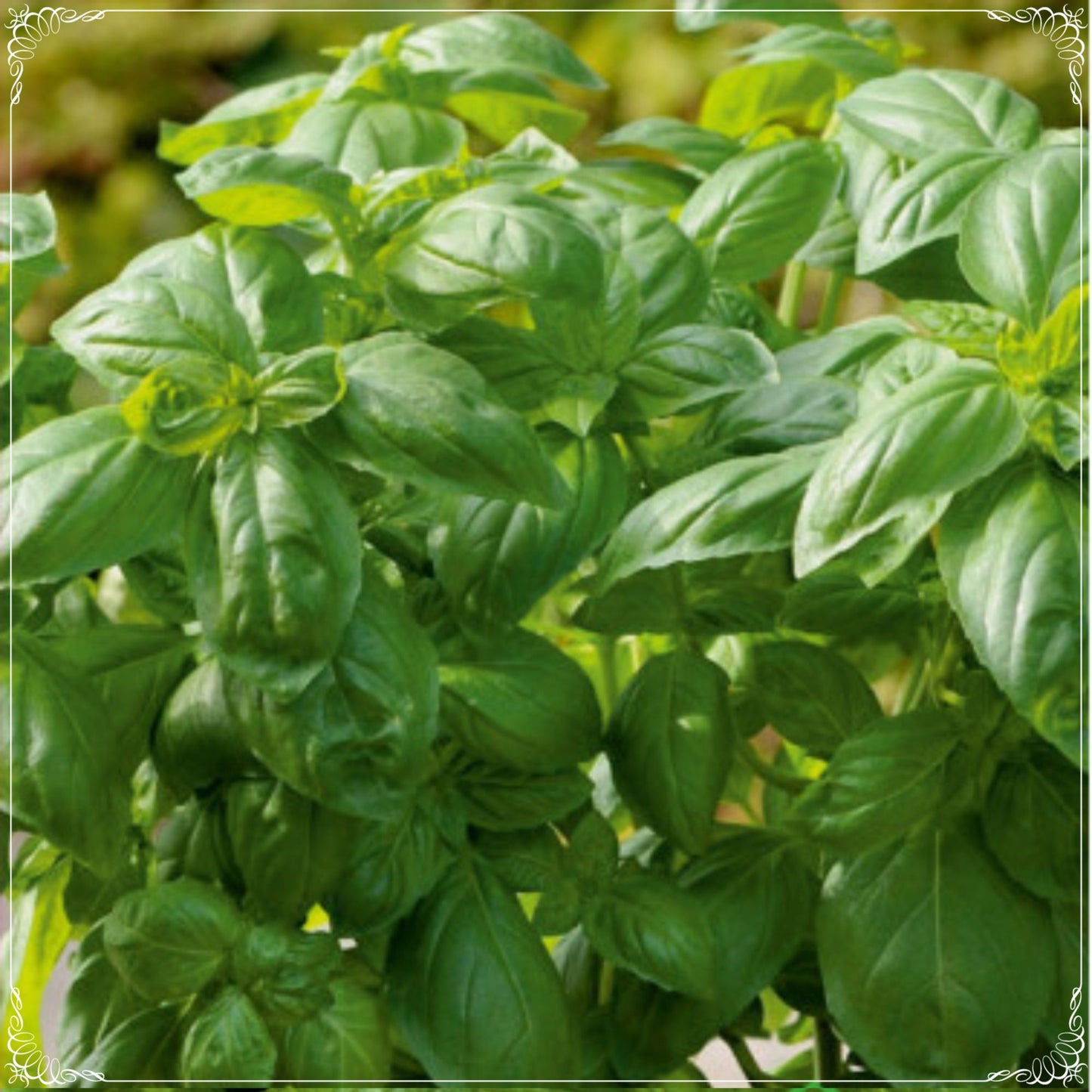 500 Seeds Natural Sweet Green Flesh Broad Leaf Genovese Basil Seed, Aromatic Herbs, Italian Traditional Basil