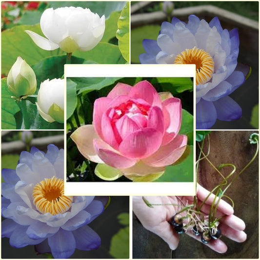 5 Seeds Thai Lotus Flower Seed, Nelumbo Lotus, Water Lily, Mixed White Pink Blue, Natural, Non GMO