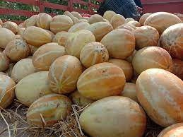 10 Seeds Golden Thai Melon, Singapore Melon, Natural, Non GMO