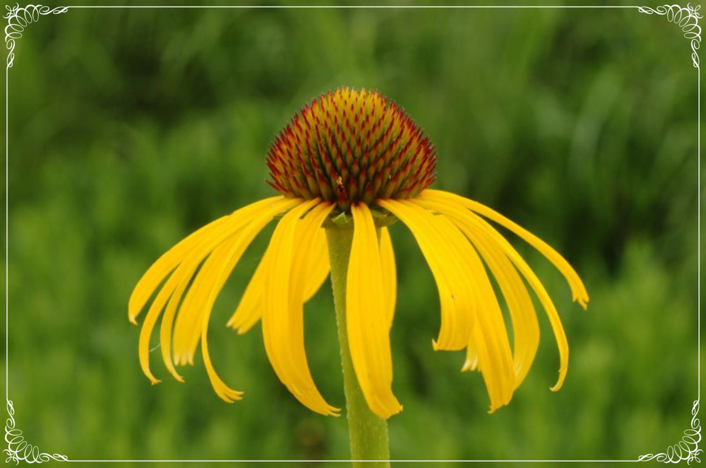 50 Seeds Yellow Dream Ratibida Pinnata Flower, Long Headed Coneflower Seed, Natural, Non GMO, Heirloom