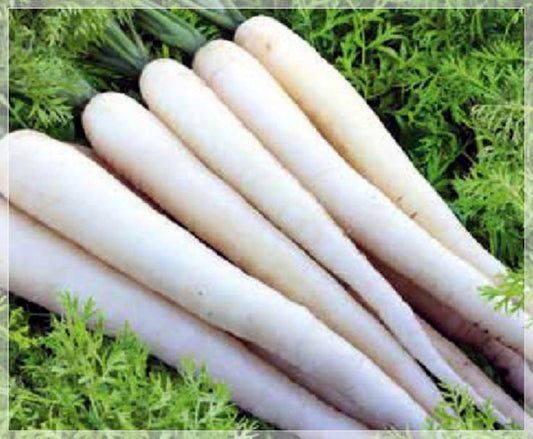 100 Seeds Snow White Carrot Seeds, Natural, Non GMO, Heirloom, Easy To Grow