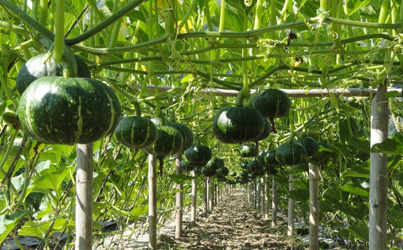 5 Seeds Japanese Pumpkin, Kabocha Squash, Thai Vegetables, Green Japanese Squash, Non GMO