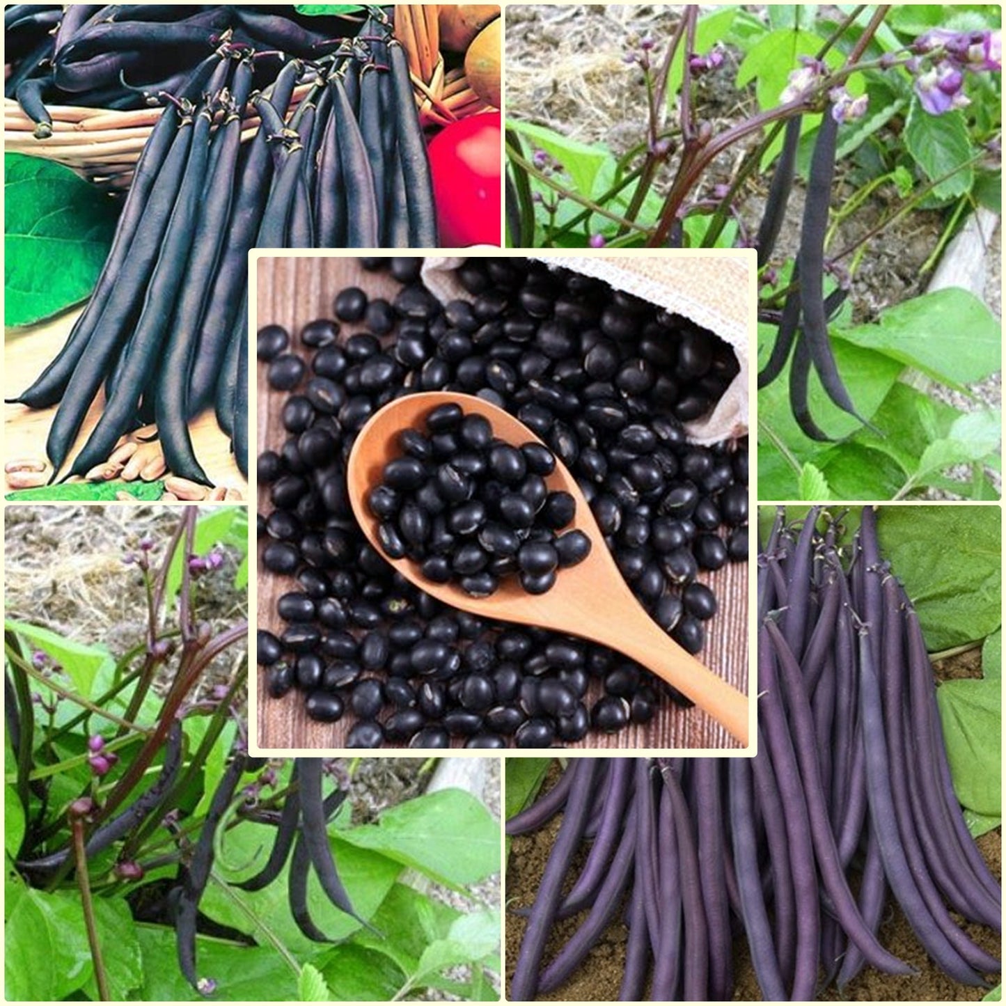 5 Seeds Black Bean Seed, Mini Black Bean, Natural, Non GMO, Heirloom