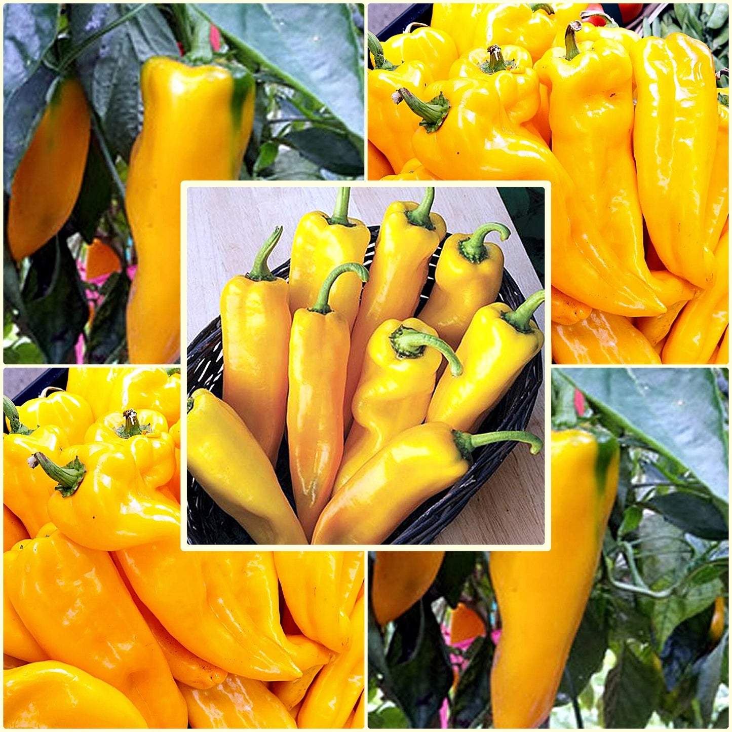 50 Seeds Golden Yellow Marconi Pepper Seed, Italian Grilling Yellow Pepper For Sauce
