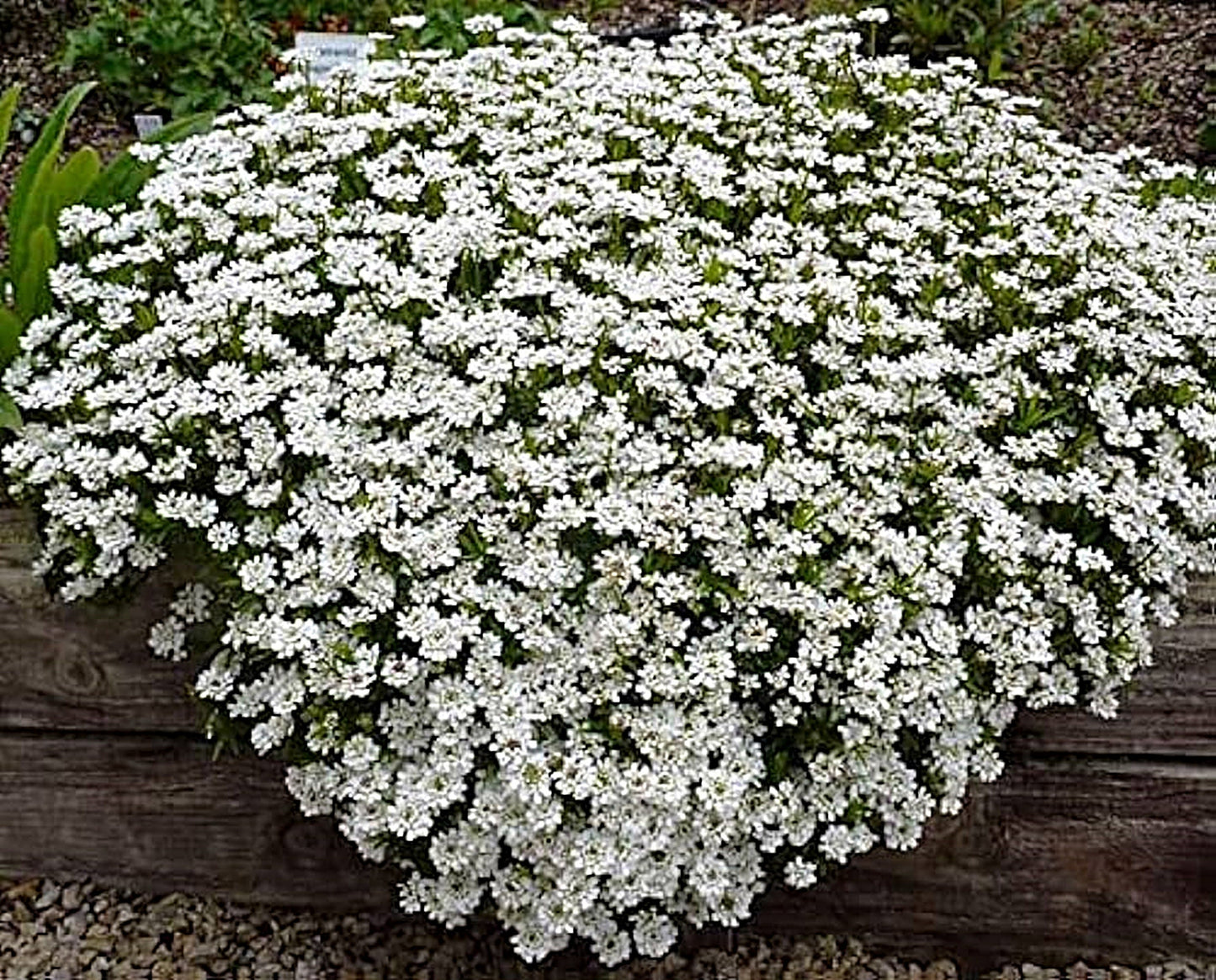 100 Seeds Hanging White Lobelia Pendula, Hang-downing Cascade Flower