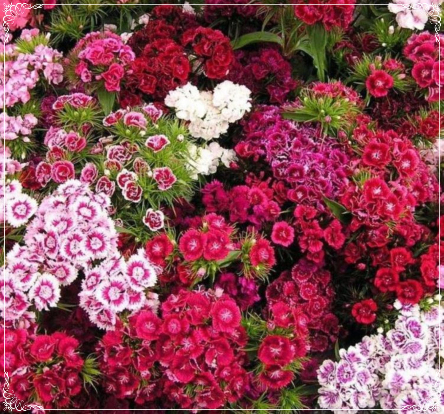 50 Seeds Tall Mixed Color Tofu Flower Seed, Sweet William Dianthus, Natural, Non GMO, Heirloom