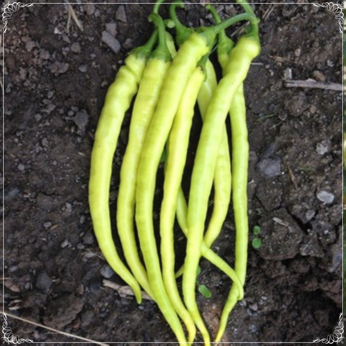 100 Seeds Yellow Sweet Soup Slim  Pepper Seed, Natural, Non GMO, Heirloom, Easy To Grow