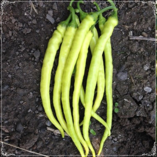 100 Seeds Yellow Sweet Soup Slim  Pepper Seed, Natural, Non GMO, Heirloom, Easy To Grow