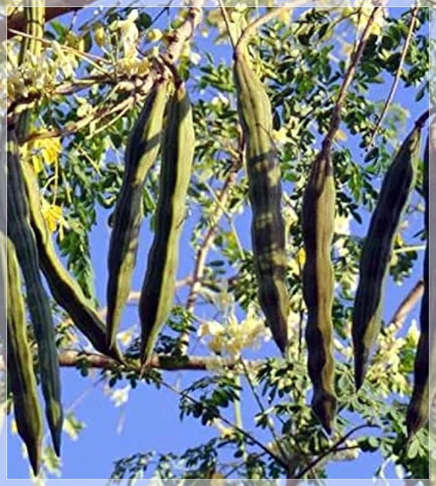 3 Seeds Moringa Drumstick Seeds, Horseradish Tree, Malunggay, Natural