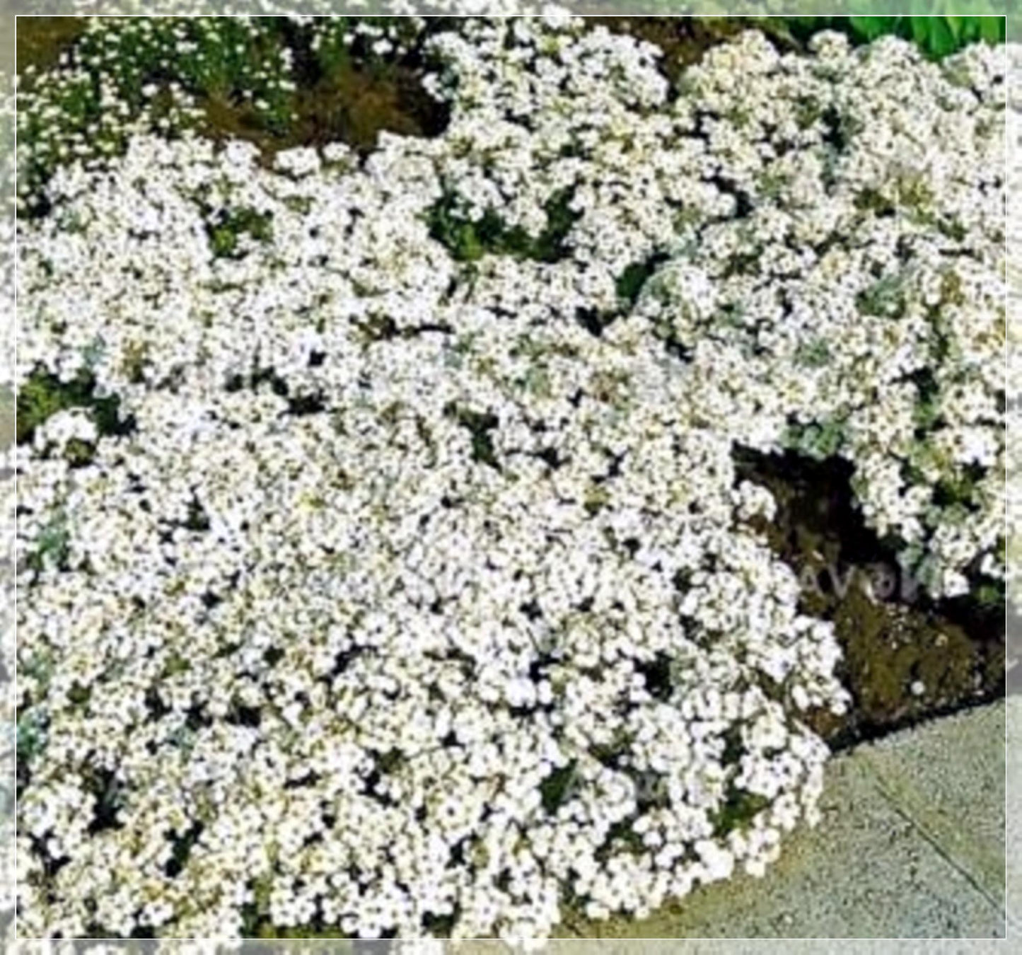 500 Seeds White Creeping Thyme & Rock Cress Ground Cover, Non‑GMO, Perennial Pollinator-Friendly Blooms
