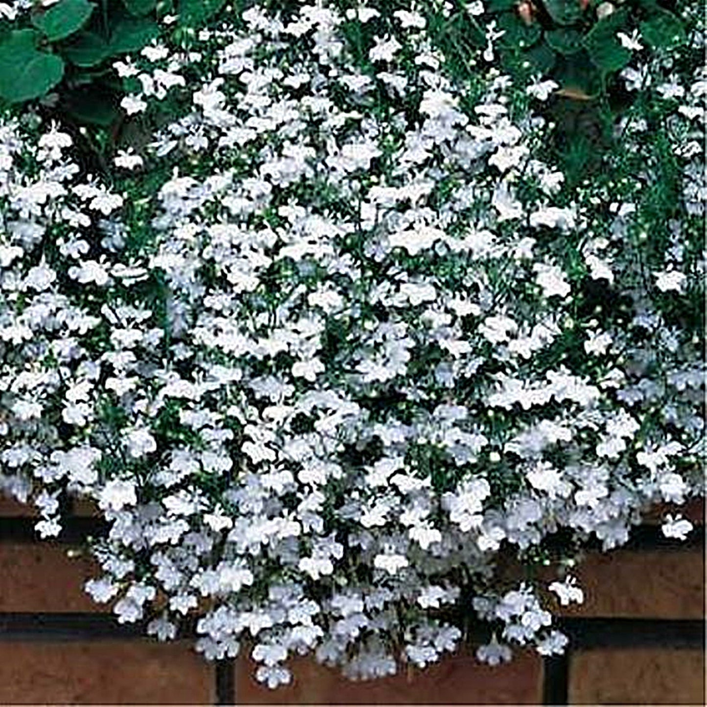 100 Seeds Hanging White Lobelia Pendula, Hang-downing Cascade Flower