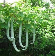 5 Seeds White Snake Gourd, Thai Squash, Chichinda, Natural, Non GMO