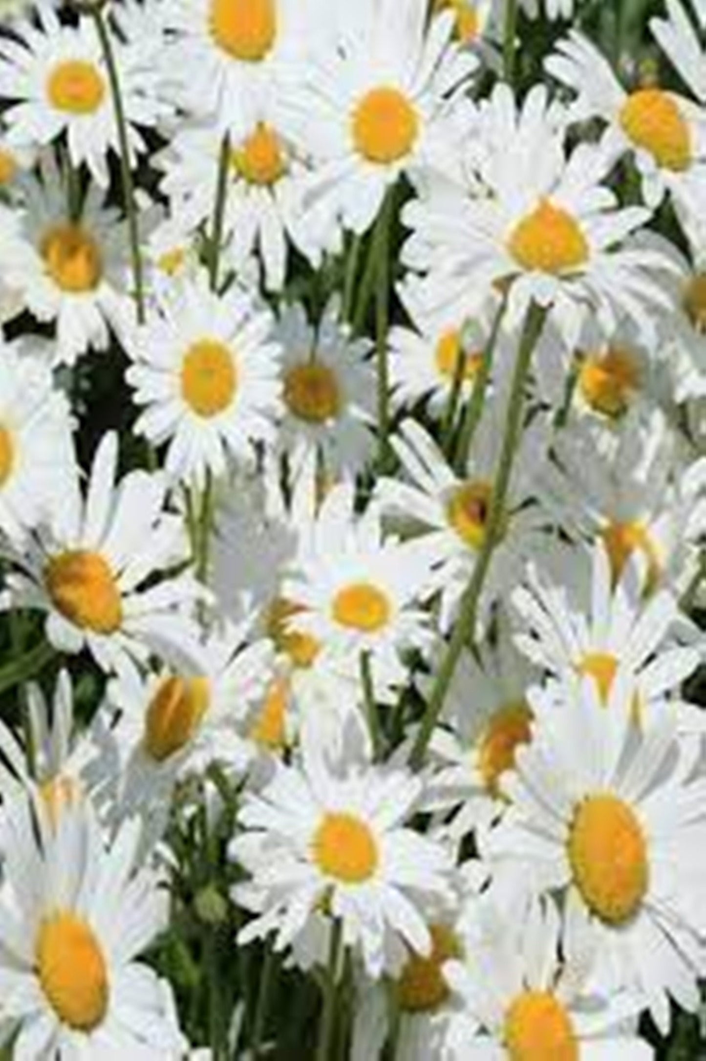 50 Seeds Maximum Alaska Chrysanthemum Chamomile Daisy Flower Seeds , Heirloom