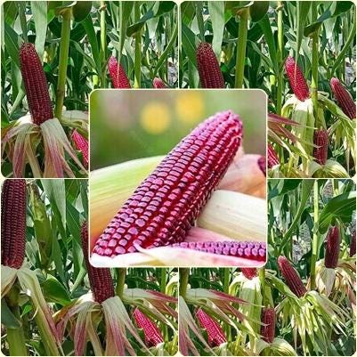 5 Seeds Sweet Purple Ruby Corn Seeds, F1 Thai Sweet Corn, Zea mays, Non GMO