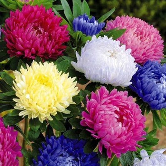 20 Seeds Mixed American Branching Aster Margarite Chamomile Flower Seeds, Callistephus Chinensis, Heirloom