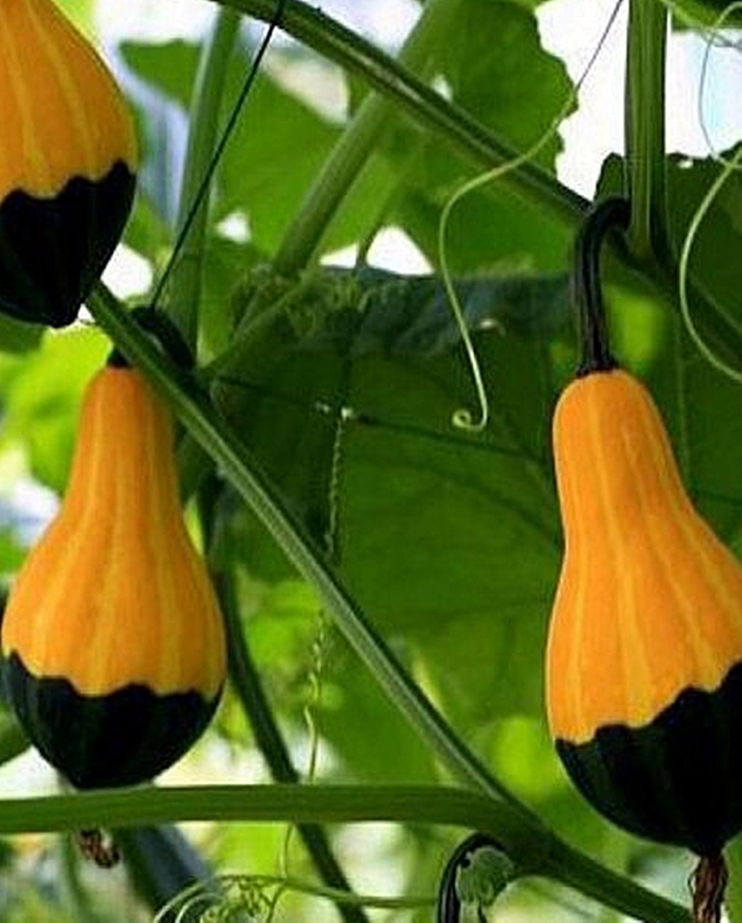 5 Seeds Ornamental Gourd Pear Bicolor Miniature Gourd Yellow and Green Calabash