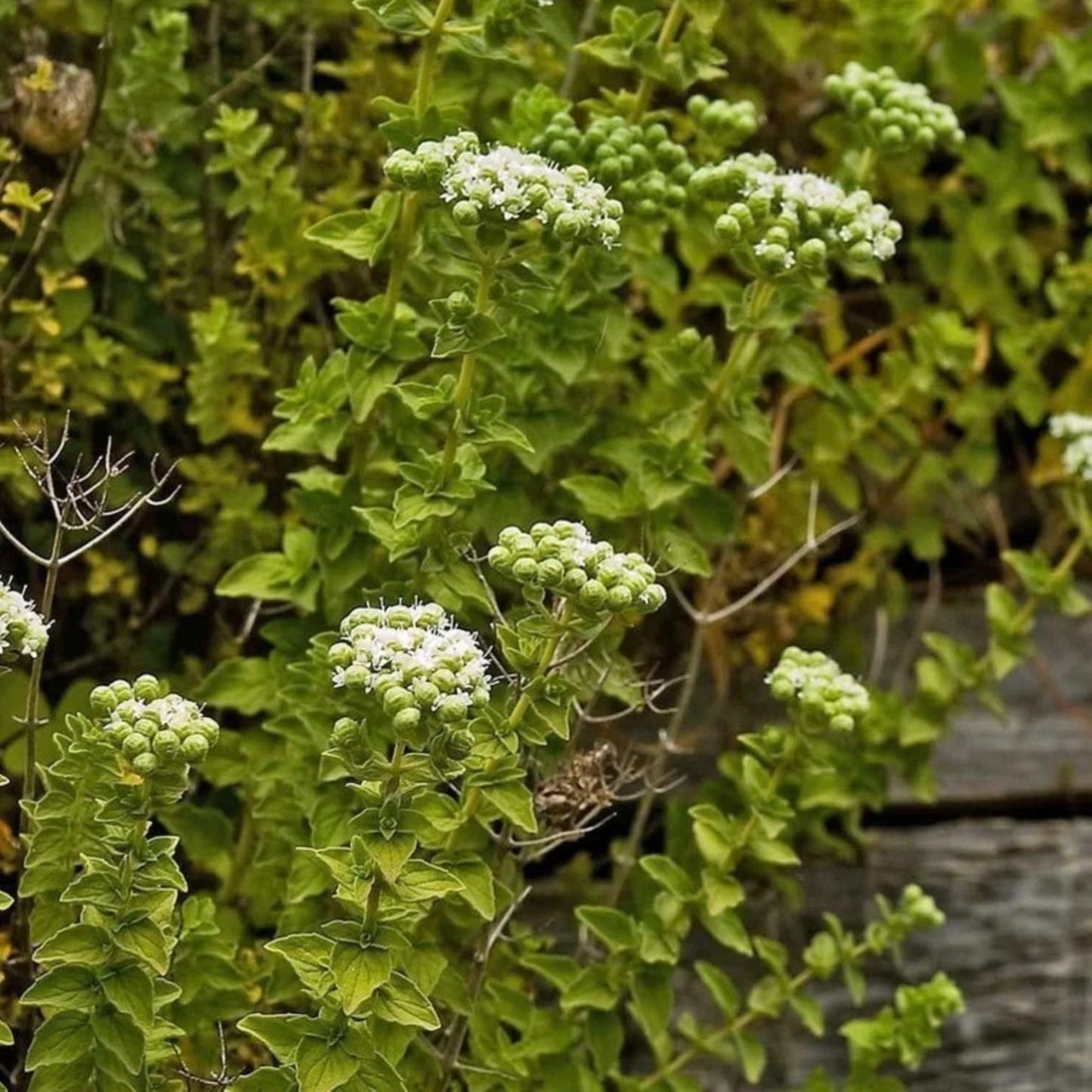 200 Seeds Greek Ball Thyme Seed, Origanum Onites, Greek Oregano, Aromatic Herbs, Natural, Heirloom