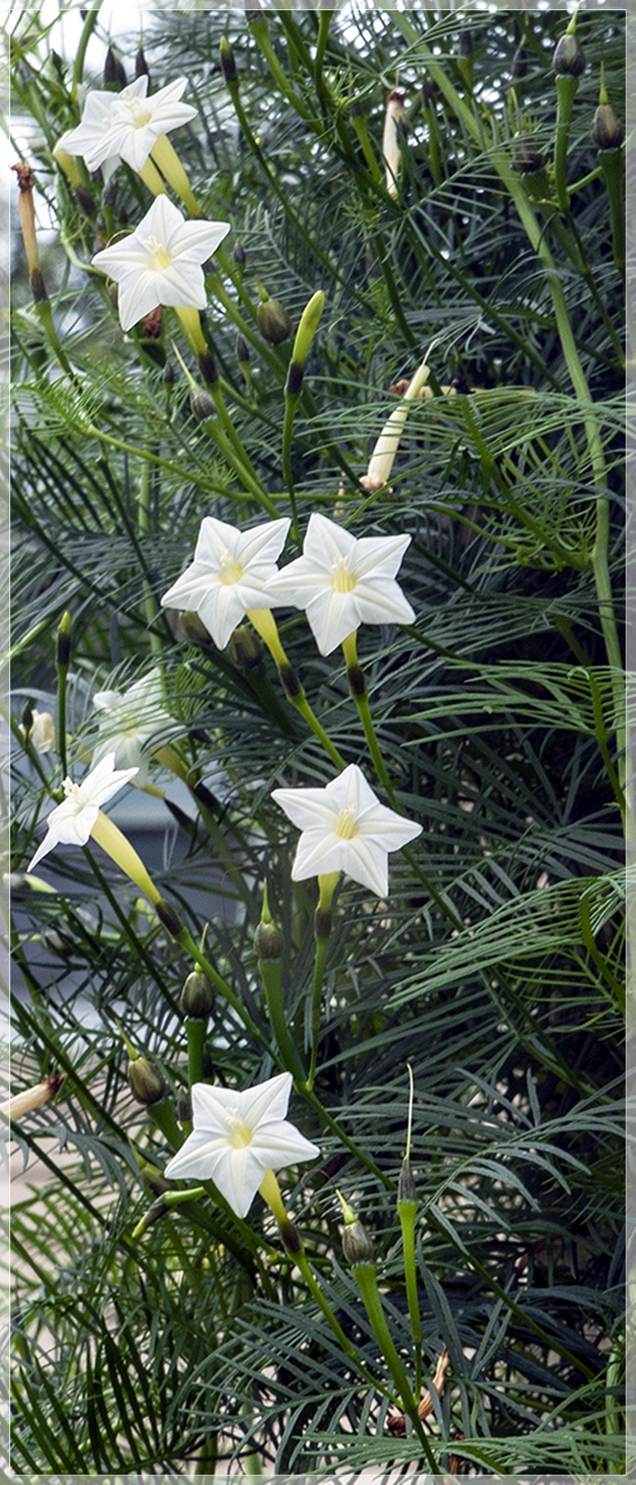10 Seeds White Cypress Vine, Ipomoea Quamoclit, Cardinal Climber