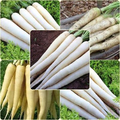 100 Seeds Snow White Carrot Seeds, Natural, Non GMO, Heirloom, Easy To Grow