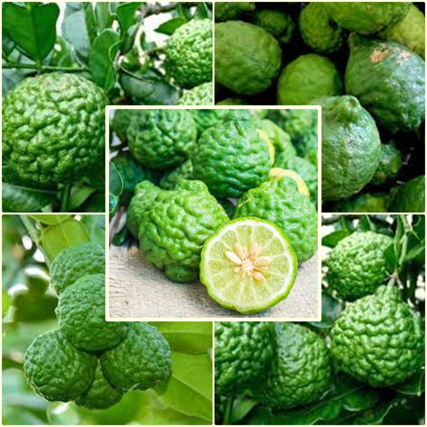 5 Seeds Fragrant Kaffir Lime, Kieffer Lemon Tree, Makrut, Magrood, Thai Local, Natural, Non GMO