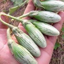 20 Seeds Rugby Frog Eggplant, Green Drop Thai Green Eggplant, Natural, Non GMO
