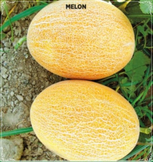 50 Seeds Pineapple Melon Seed, Jumbo Cantaloupe Melon, Natural, Non GMO, Heirloom