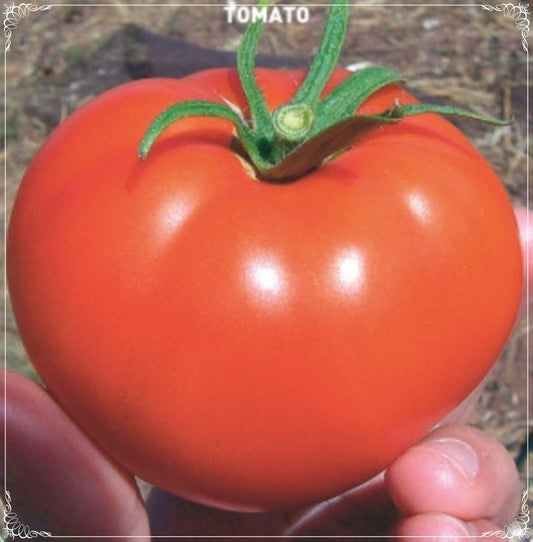 100 Seeds Falcon Tomato Seed, Natural, Non GMO, Heirloom, Easy To Grow