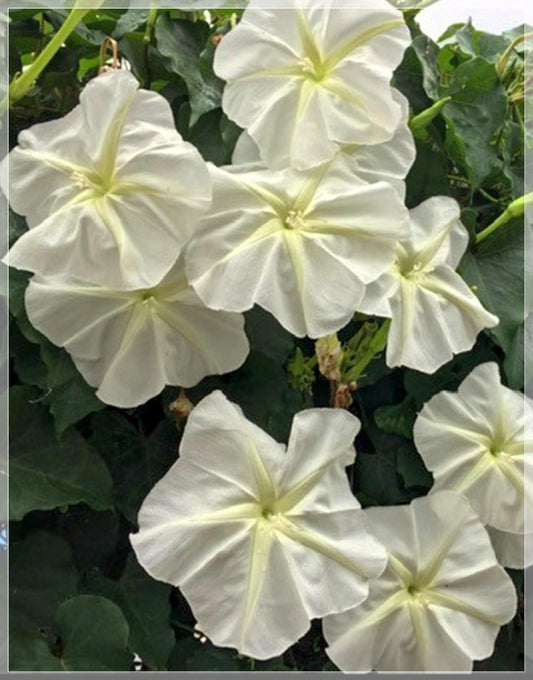 5 Seeds Giant Flowering Ipomoea Alba, White Moonflower, Morning Glory Seed, Natural