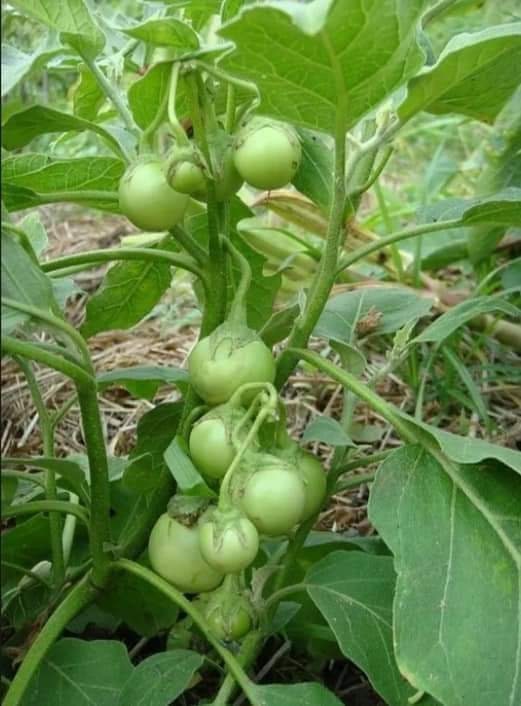 30 Seeds Super Friable Eggplant, Clear Green Thai Eggplant Super To Lae, Natural, Non GMO