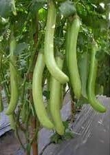 50 Seeds Long Green Eggplant, Tomahawk Thai Eggplant, Natural, Non GMO