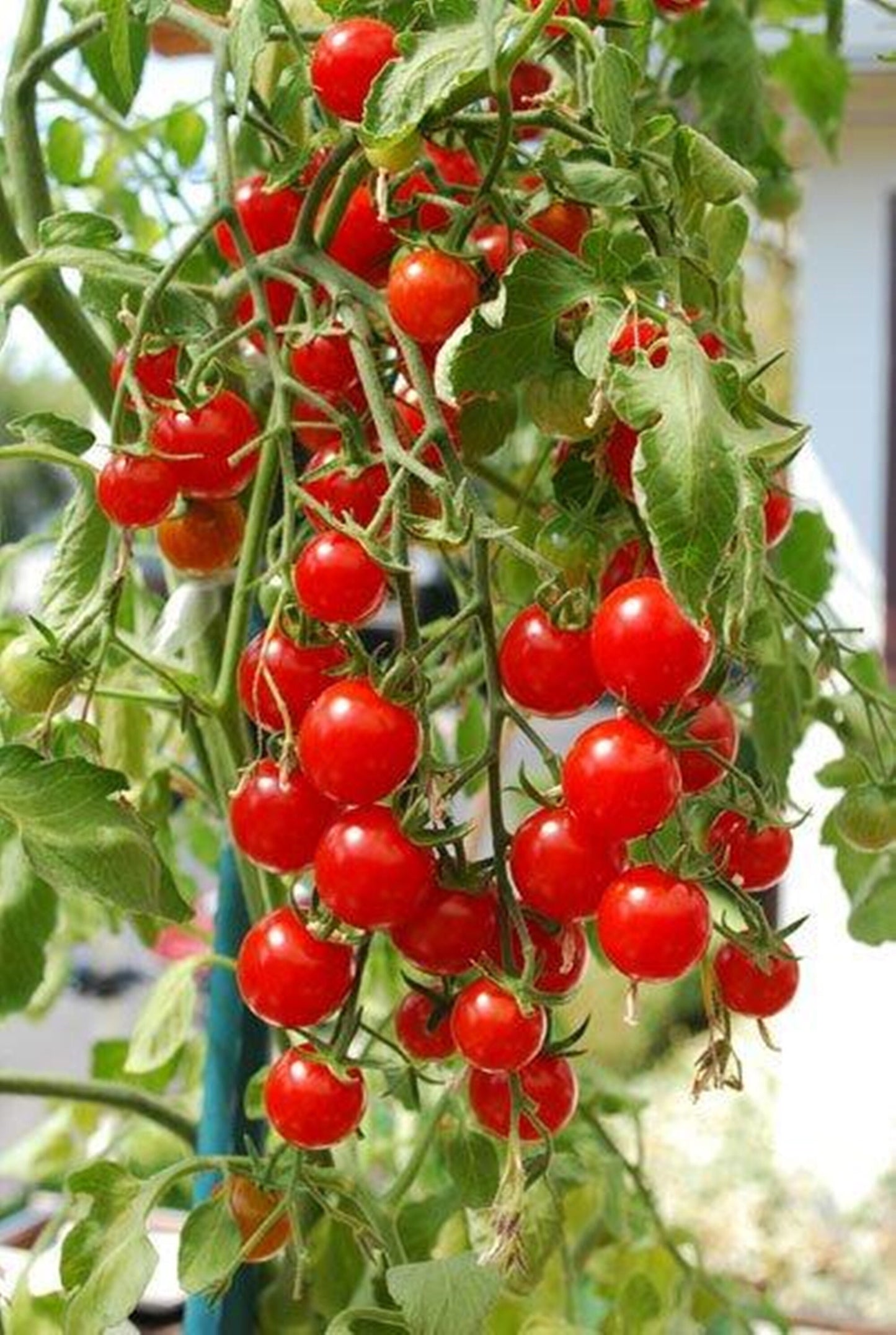 50 Seeds Red Cherry Tomato Seeds, Money Maker Cherry Tomatoes Natural, Non GMO, Heirloom