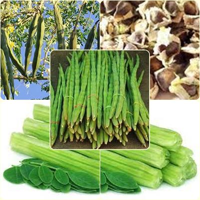 3 Seeds Moringa Drumstick Seeds, Horseradish Tree, Malunggay, Natural