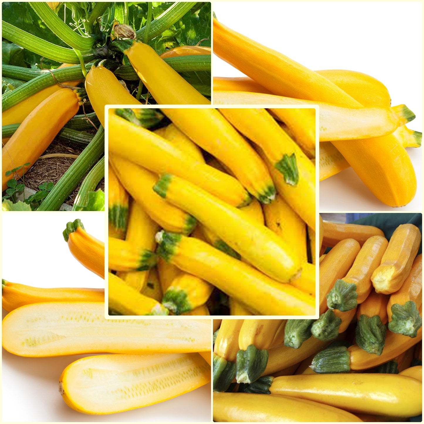 10 Seeds Yellow Zucchini, Golden Summer Squash, Thai Vegetables, Queen Courgette, Non GMO