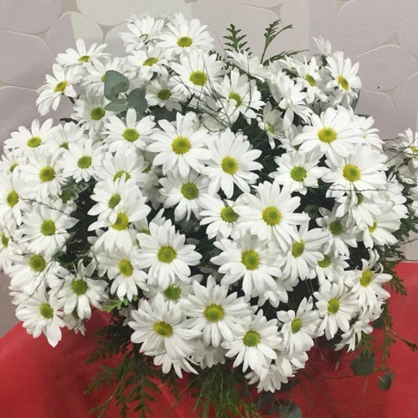 50 Seeds Maximum Alaska Chrysanthemum Chamomile Daisy Flower Seeds , Heirloom