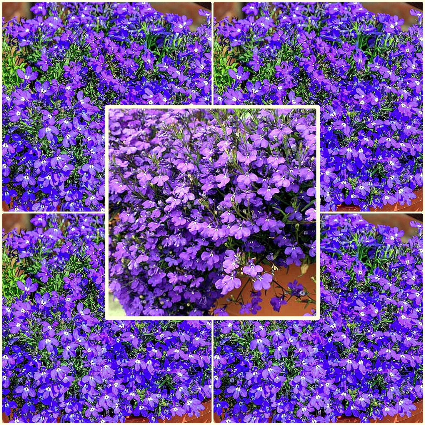 100 Seeds Hanging Purple Lobelia Pendula, Hang-downing Cascade Flower