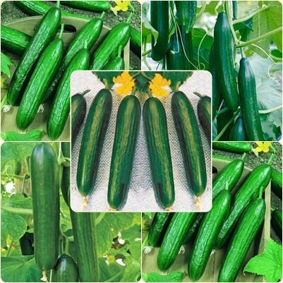50 Seeds Super Beit Alpha Cucumber, Persian, Lebanese Cucumber, Fragrant Manny, Natural, Non GMO, Heirloom