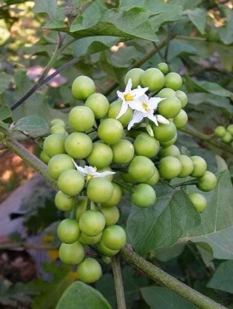 25 Seeds Thornless Pea Eggplant, Green Jade Bunch Eggplant, Pheuang Phueang Manee, Thai Vegetable