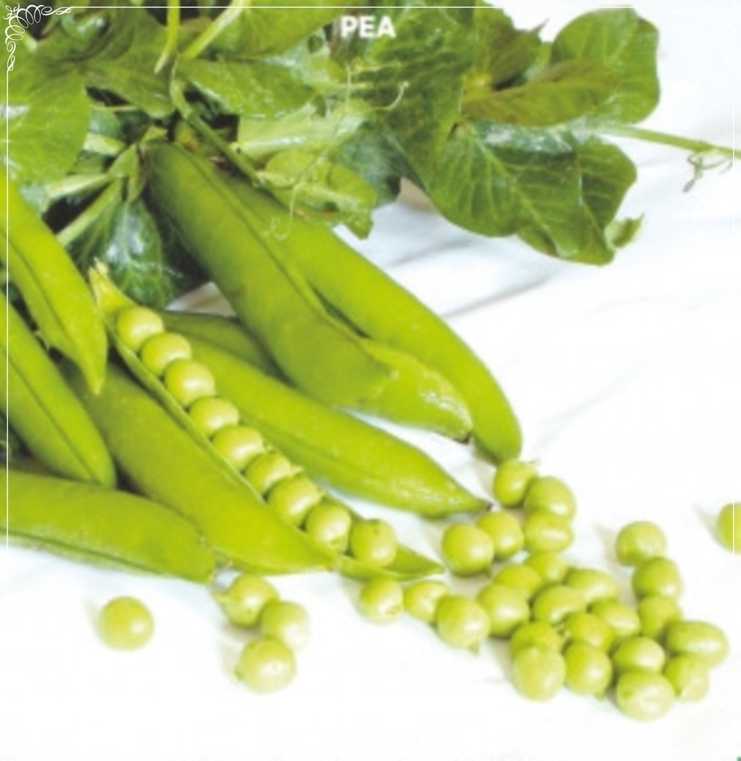 10 Seeds Utrillo Pea Seed, Vegetable, Natural, Non GMO, Heirloom, Easy To Grow