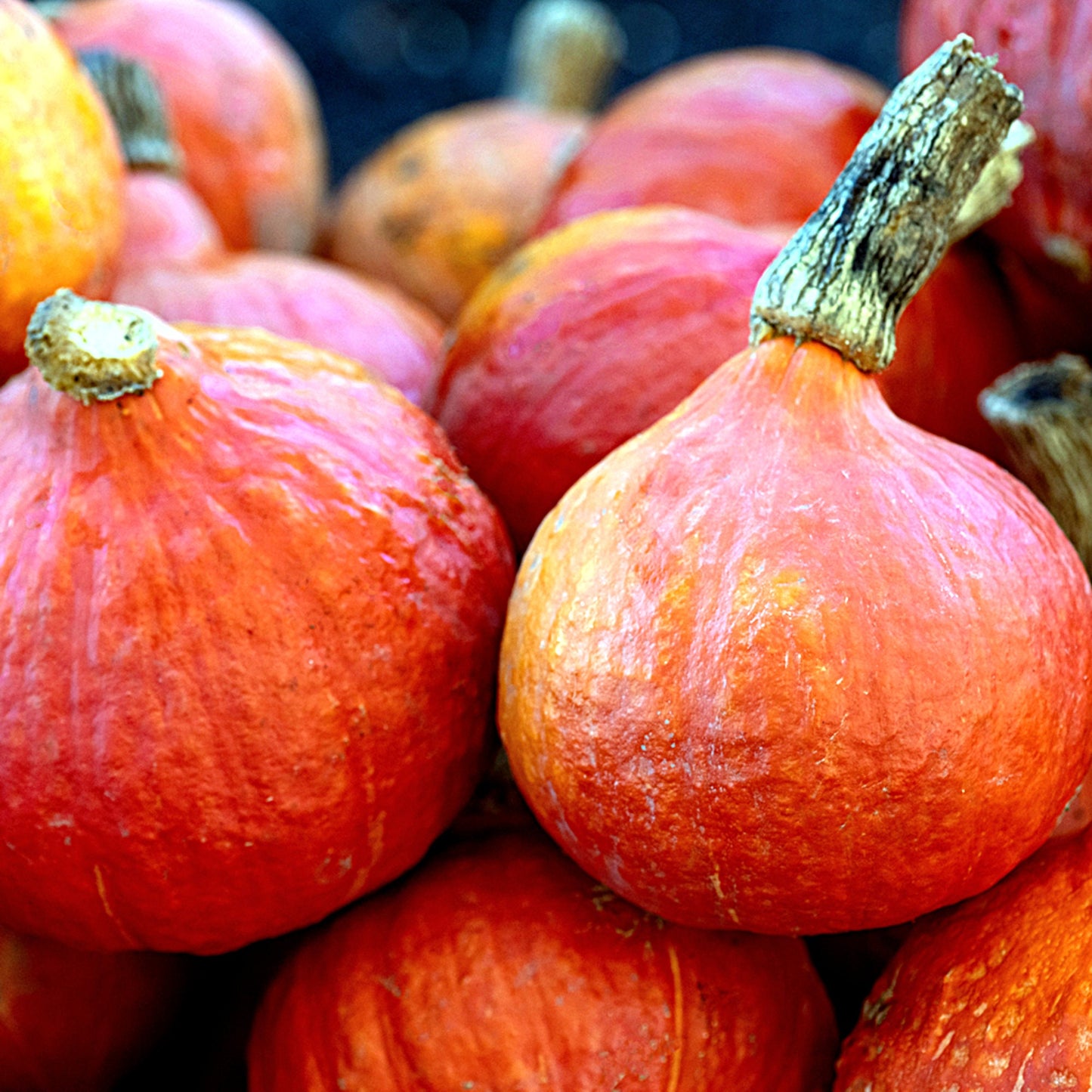 3 Seeds Red Kuri Squash, Japanese Orange Hokkaido Pumpkin, Natural, Non GMO