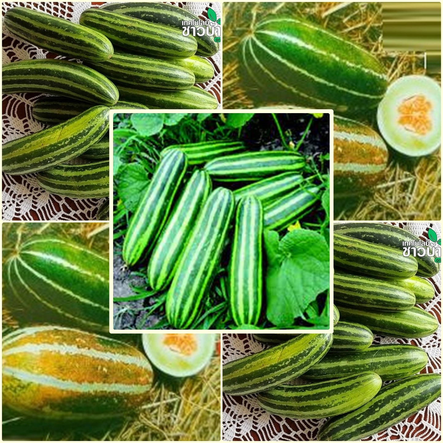 5 Seeds Sweet Thai Musk Melon, Young Thai melon, Silver Pattern, Natural, Non GMO